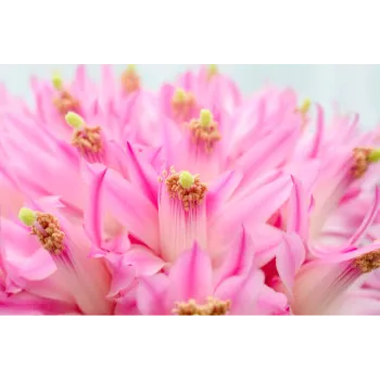 arali flower (19)-929909-55038.webp